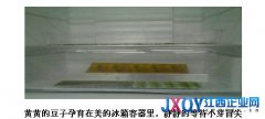冰箱里养豆芽 美的冰箱再创&ldquo;鲜&rdquo;境界