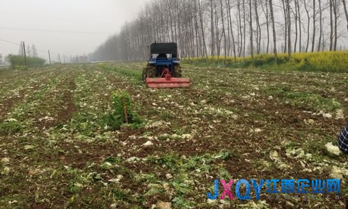 湖南汉寿农民自毁万亩蔬菜 因卖得越多赔得越多