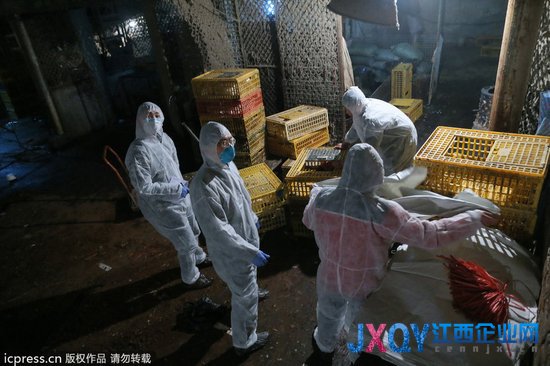 6日起，上海将暂时停止活禽交易，并关闭活禽市场。