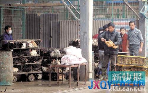 世卫组织：扑杀禽类能否阻止H7N9传播暂未确定
