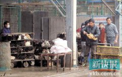 世卫组织：扑杀禽类能否阻止H7N9传播暂未确定