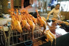 全国确诊21例人感染H7N9  北京暂停宠物鸟交易