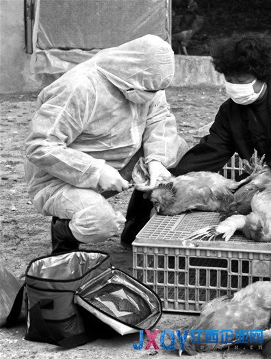 卫计委：H7N9仍处于散发状态 有信心控制疫情