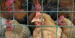 全国H7N9感染者增至77人 家禽业日损失超10亿元