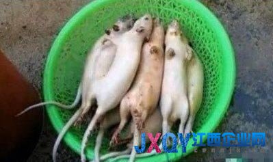 江苏无锡嫌犯用老鼠肉冒充羊肉销往苏沪多地