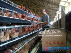 回暖可期养殖户开始“抄底” 铜鼓养殖户低价购