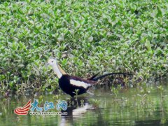 “凌波仙子”水雉现都昌县矶山湖（图）